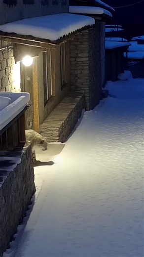 A snow leopard saved them from a disaster 🐆 #dog #story #animals #fyp