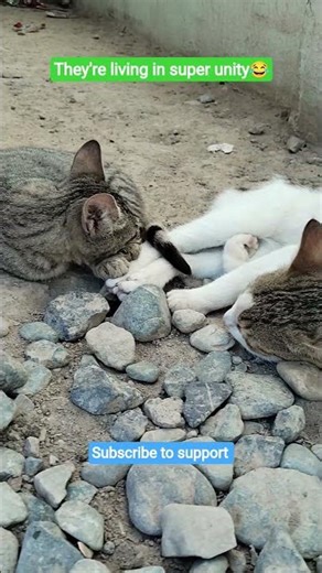 cats are living in super unity