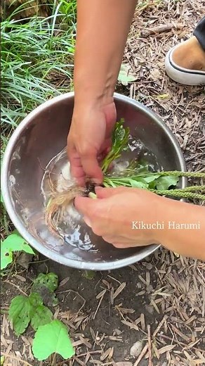 【野草の知恵】オオバコ茶で心も体も整う｜葉・茎・種ぜんぶ飲む🍃