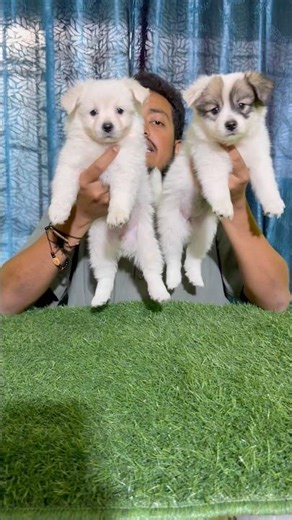 German Spitz Puppies Sale in Konnagar. #pets #dog #galiffstreetpetmarket