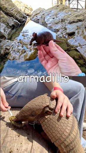 Kids Learn | Animal Names at the Rock Pool: Armadillo Cat Moose Duck Snow Leopard