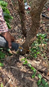 Free your fence from invasive brush with a versatile, double-sided Spyder 3x3 reciprocating saw blade, available at Lowe’s. | Spyder