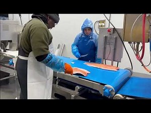 Pisces Fish Machinery VHV 90 automatic transfer FR-9000 Headcutting and Filleting machine for salmon