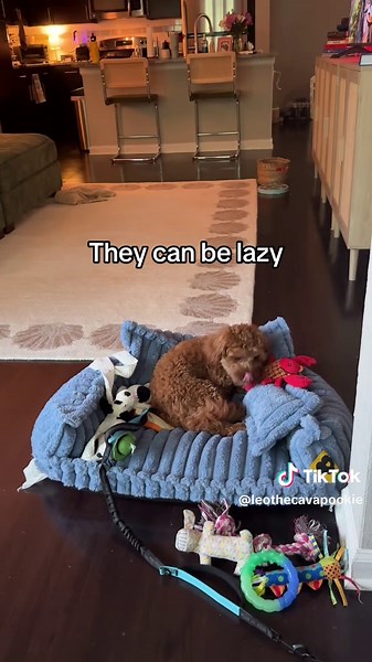 Expectations for New Cavapoo Puppy Owners