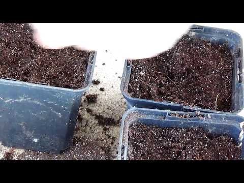 TUTO: Comment semer des Courges Butternut