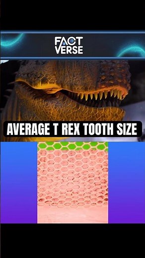 T. Rex Tooth Size Comparison - On a Human Scale #facts #fyp