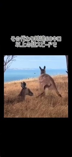 カンガルーはバック出来ない!?【豆知識】 #雑学 #プチ知識 #豆知識 #動物豆知識 #カンガルー