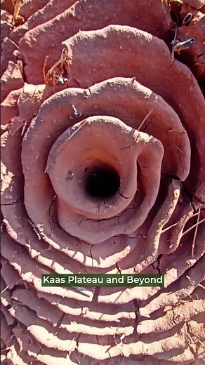 Ant House | Nature lover #nature #kaasplateau