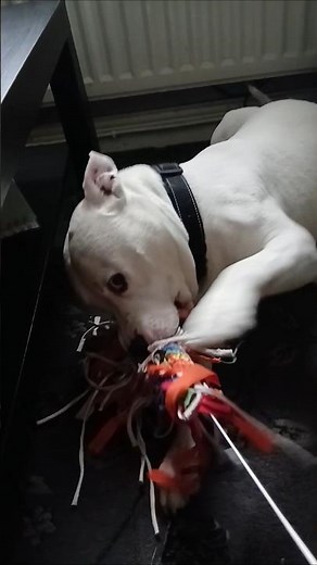 Staffordshire bull terrier will not share rope