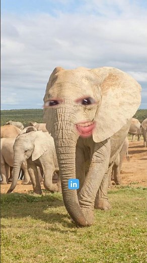 Elephant in the fridge? How do you put an elephant in the fridge? Dad joke skit funny hilarious haha