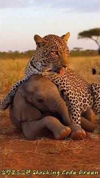 [쇼킹코드그린 | Shocking Code Green]Leopard Saves Bullied Elephant, Then This Happens...괴롭힘 당하던 코끼리를 구한 표범
