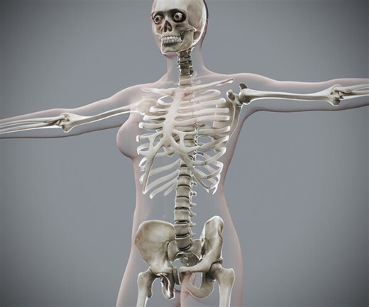 ArtStation - Human Female Skeletal Anatomy | Resources