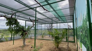 ‼️ This is the moment we've been waiting for! A major milestone bringing us yet another great leap towards the release of the first Spix's macaws into the Brazilian Caatinga! #spixsAreComingHome 🌎 www.spixs-macaw.org What an incredible day, only a short time ago these birds were in Germany with no idea they would be traveling to their ancestors home! Our Spix's macaws seeing their new home for the first time! Today, after a long period of quarantine and extensive preparations, we have finally b