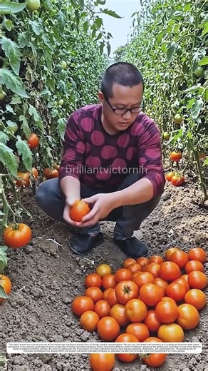 Harvesting Tomatoes: How Hand-Selection Transforms Plant Productivity into a Quality Harvest