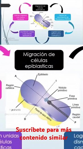 Aprende el proceso de formación de la línea primitiva... | Aprendiendo Matemáticas y Medicina