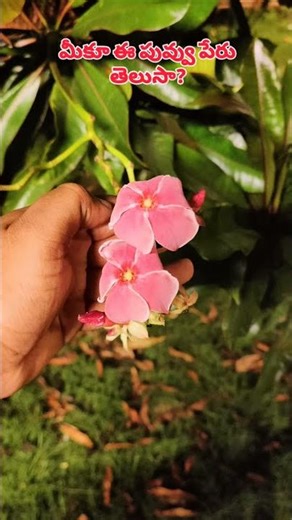 #pongpong #pongpongflower #suicidetree #cerberaodollam #whiteflowers