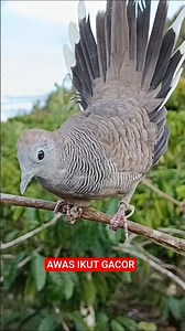 Suara Burung Perkutut Lokal Pikat Terbaik