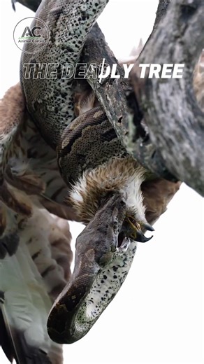 The Most Deadly Mistake a Bird Ever Made!