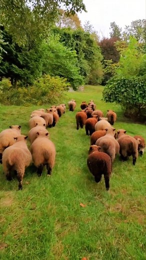 Bringing my little sheep in for bedtime. 🐑🐑🐑🐑 After several days of rain the flock had some time outside, but as dusk comes sooner each day this time of year, the flock has to head back to bed a bit earlier. | Apple Fox Farm