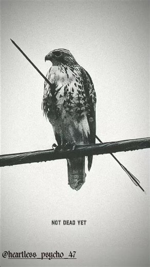 Not dead yet warrior ‼️🔱 #eagles #warriors