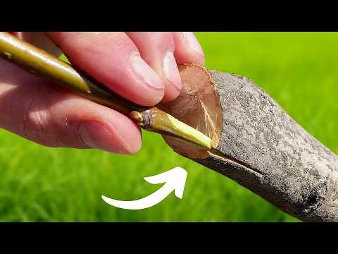 Pear Grafting | Full process + Growth Updates | Bark Grafting