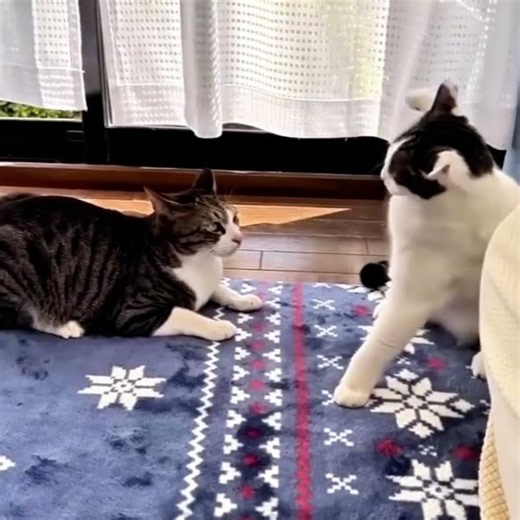 CATS FUNNY COMPILATION 😍❤️ #funnycatvideos #catfunnyvideos #kucinglucu #catviral #laughingmeds