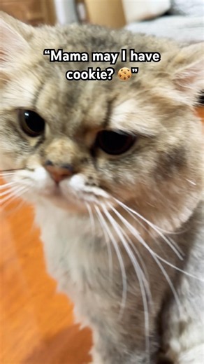 Mama may i have a cookie 🍪 ‼️😿#catmeme #catshorts #viral #shorts #funnycat