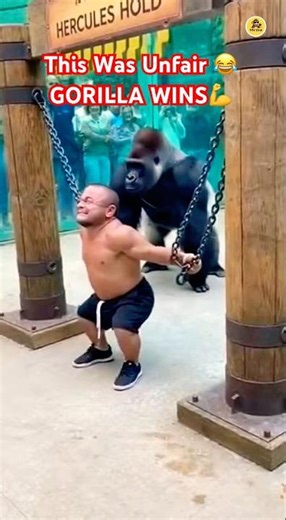 Human Strength Ends Here Gorilla Takes Over Hercules Hold 😂 #subscribe #shorts