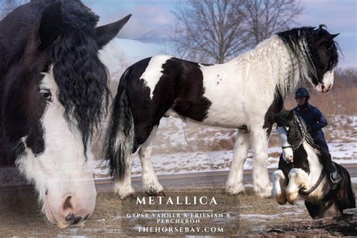 Gypsy Cross Horse for Sale – Metallica | The Horse Bay