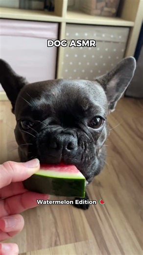 DOG ASMR: Watermelon Edition