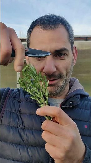 Comment faire des boutures de romarin, thym, sauge et lavande