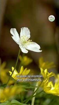 🌼 Spring flowers: lesser celandine and wood anemone