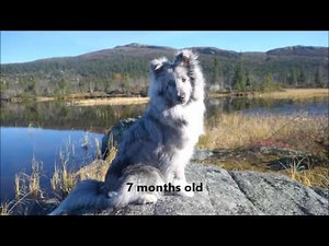 Sheltie Mio's everyday life & the beginning of his agility training, 6-8 months old