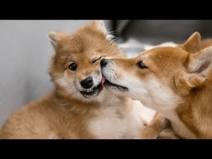 Understanding Shiba Inu Vocalizations: How to Interpret Barks, Howls, and Whines