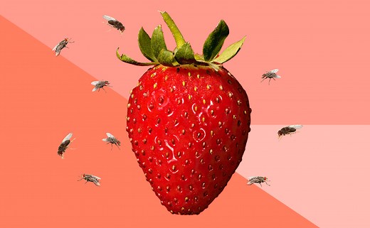 How to Banish Fruit Flies for Good, According to Pest Experts
