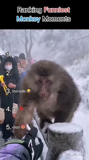 Ranking The FUNNIEST Monkey Moments Caught On Camera! 🐒😂