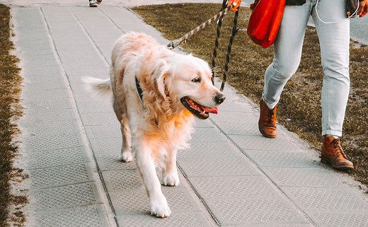 Best Dog Walking Apps: Rover vs Wag! vs PetSitter vs Care vs PetBacker