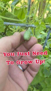 4.5K views · 63 reactions | Growing up cattle panels has changed the...