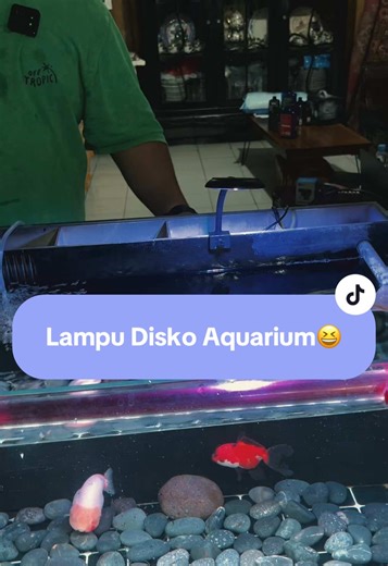 lampu disko untuk ikanmu berpesta #ikanmaskoki #lampu #mrbungkuy
