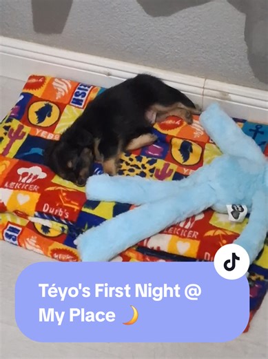 Téyo's first night in mums bedroom @Absolute pets@Nicolway @Crazystore @Petshop Science @Checkers_Sixty60 #puppiesoftiktok #puppy #dogmum #southafricancontentcreator #dogsoftiktok