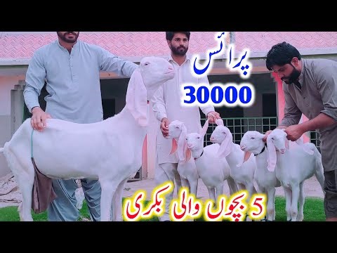 2 April 2026 | ایشیاء کی خوبصورت 5 بچوں والی بکری 🐐
