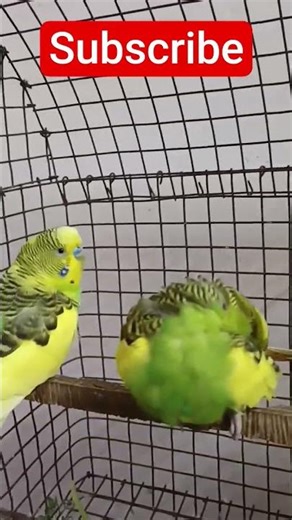 #shorts #trending #viral #short #ytshorts (2) 6/12/2025