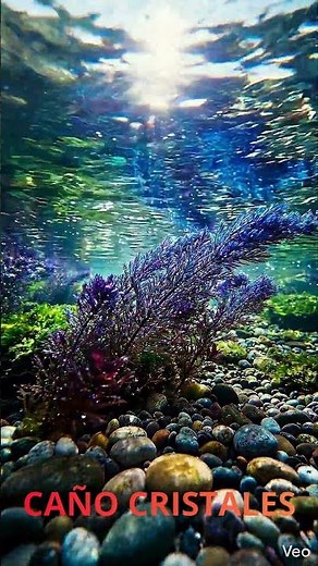 🌈 El río que le robó los colores al cielo: Caño Cristales.🚀