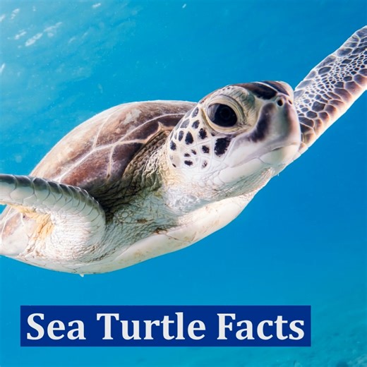 Sea turtles are fascinating creatures! They've been swimming in Earth’s oceans for hundreds of millions of years. Sea turtles lead incredible lives, surviving for many decades at sea. This #WorldSeaTurtleDay, learn about these beloved marine reptiles—what they eat, what the major threats are, and how they reproduce: https://bit.ly/3RqQLcR | NOAA Fisheries Service