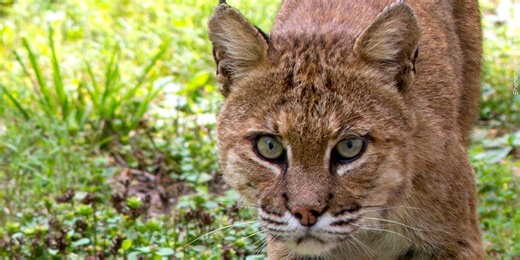 Two-year investigation leads to 19 charges, 17 convictions in Twin Falls County for poaching