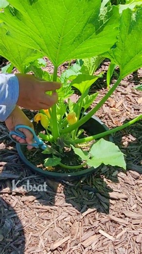More Gardening Tips: ✅️ Pruning - removing all leaves below the first sets of flowers to improve airflow and encourage productivity #gardeningtips #pruning #squash #zucchini #veggies | Kabsat
