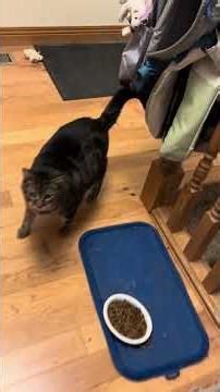 Everything was going so well at breakfast, but the Wench forgot the lighting for Ziggy. So close.