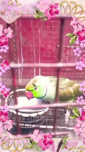 Do ghunt pila de sathiya #song #jaimatadi