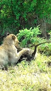 lion vs monkey | FH Studios