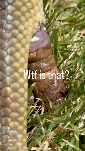 Snake Cloaca Facts